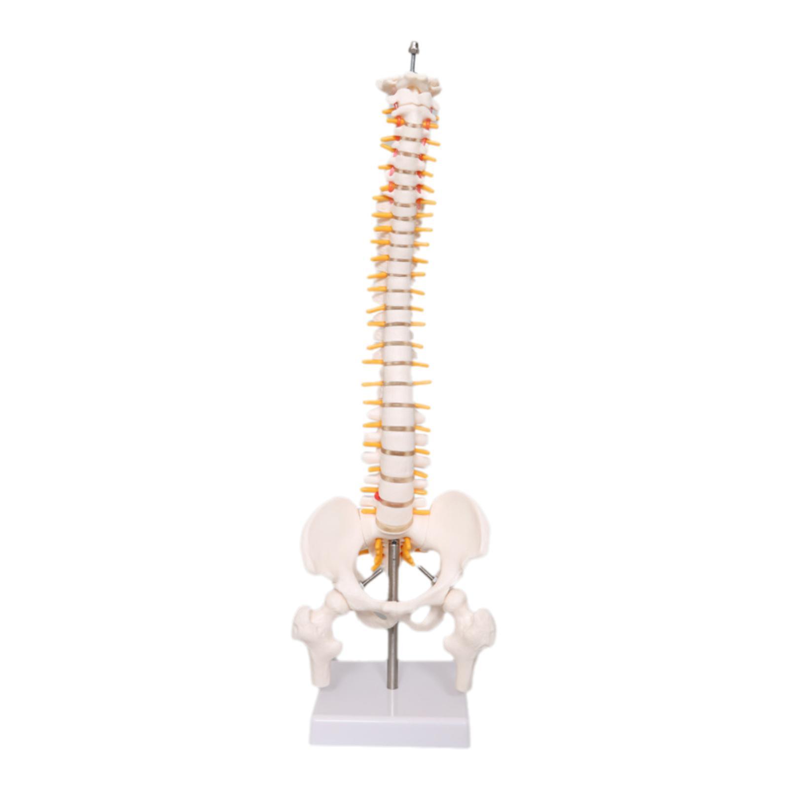 Medical Lab Study - Wirbelsäulenmodell, Lern- und Lehrmittel mit Ständer,