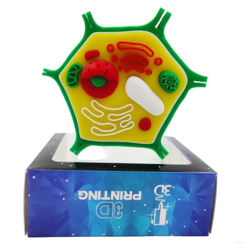Medical Lab Study - Professionelles Modell der Anatomie tierischer Pflanzenzellen