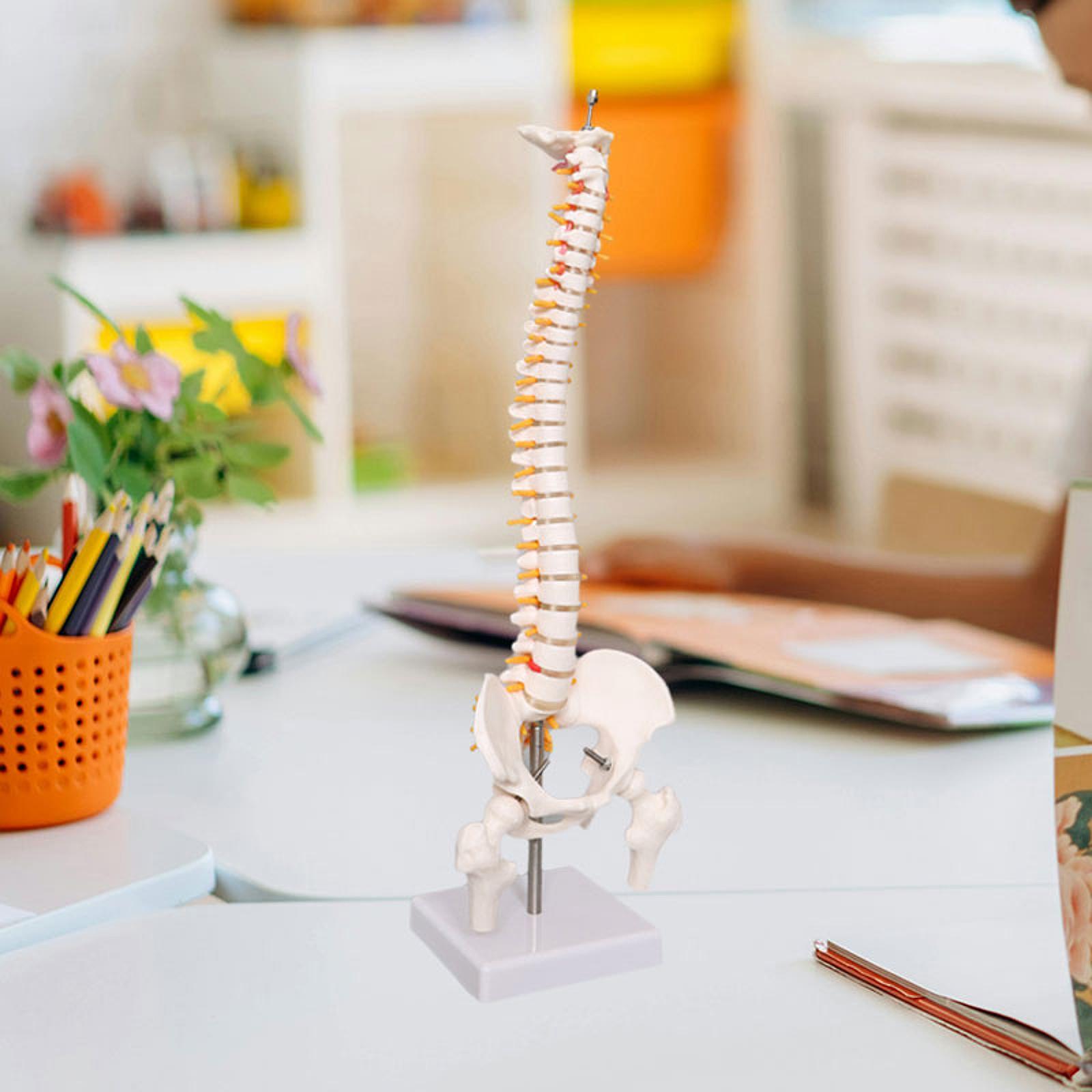 Medical Lab Study - Menschliches Wirbelsäulenmodell 17,7 Zoll für biologisches