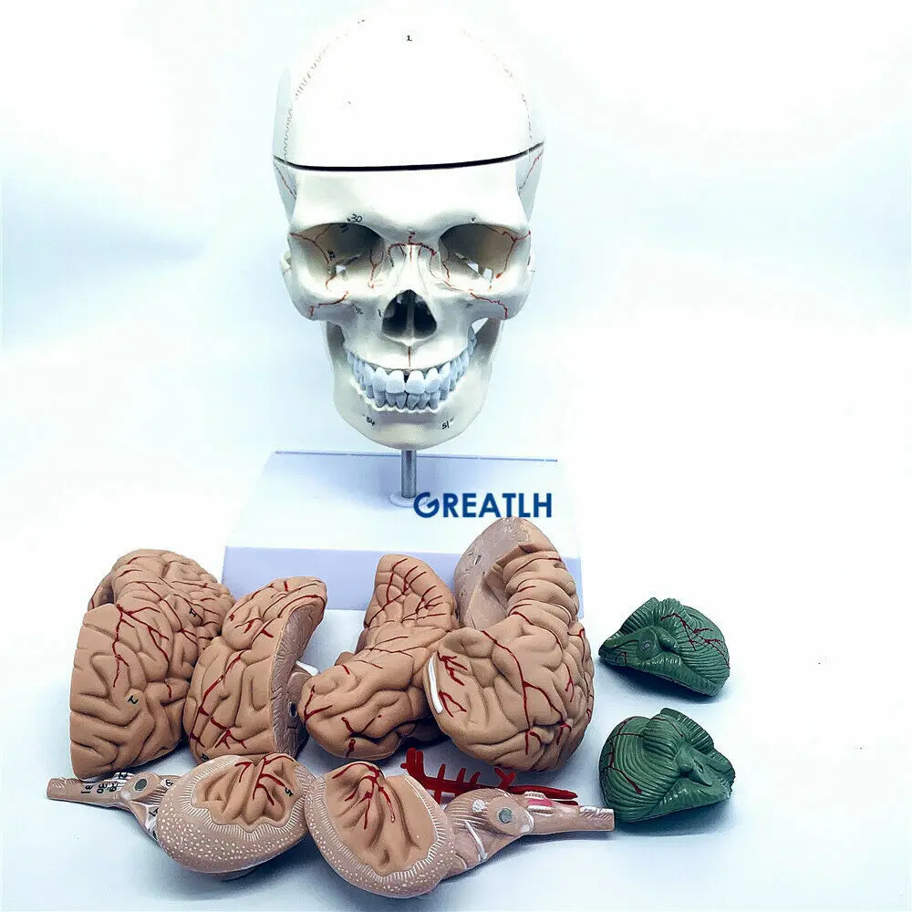 Medical Lab Study - Greatlh Gehirn anatomisches Modell menschlicher Kopf