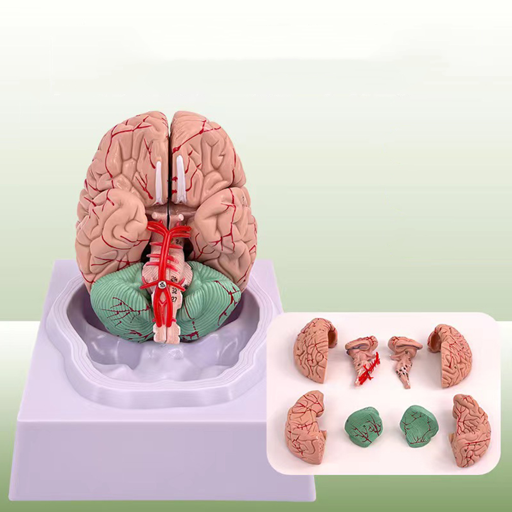 Medical Lab Study - Menschliche Lebensgröße, Menschen, Gehirn, Funktionsbereichsmodell, Anatomie