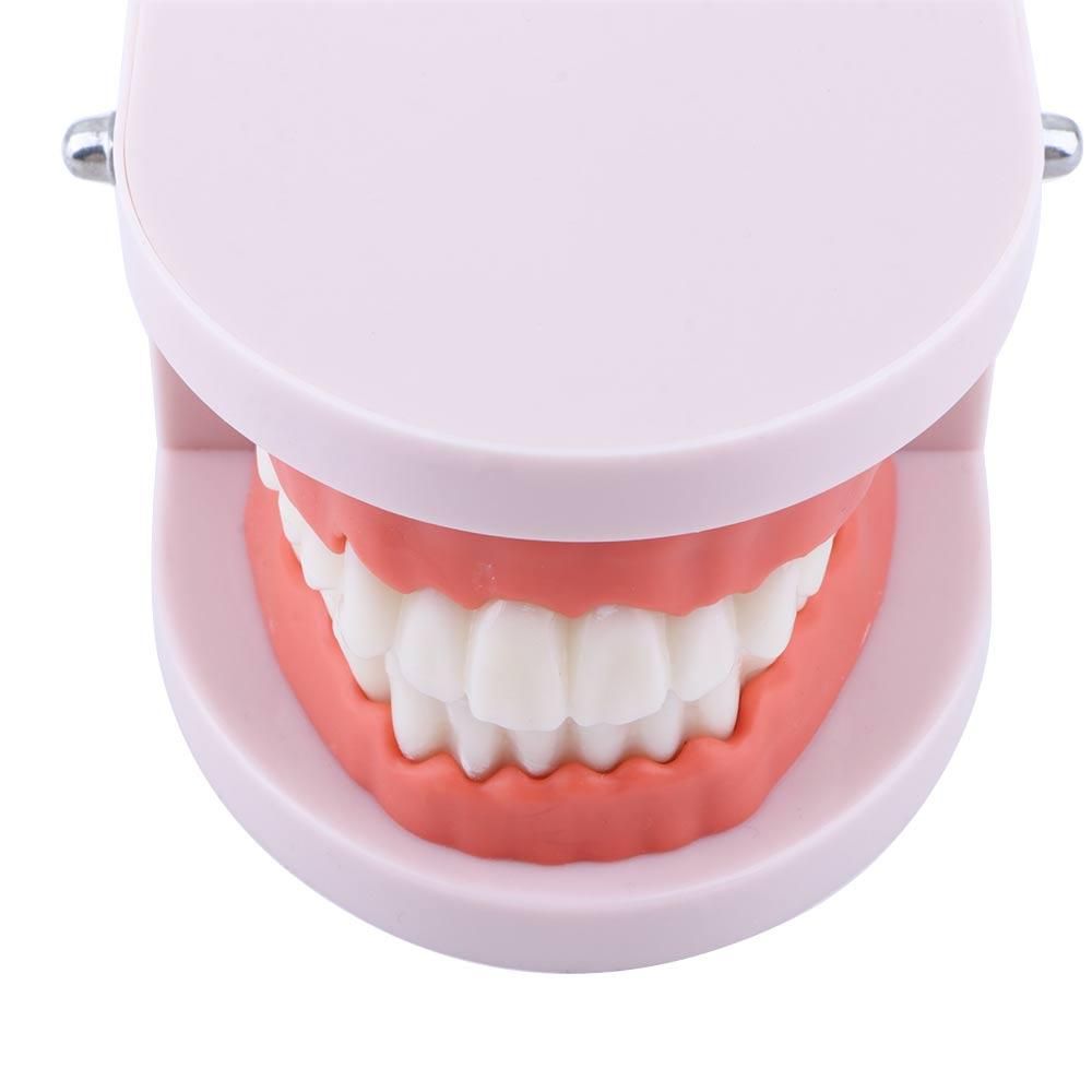 Medical Lab Study - Lab Pro White Studienmodell für den
