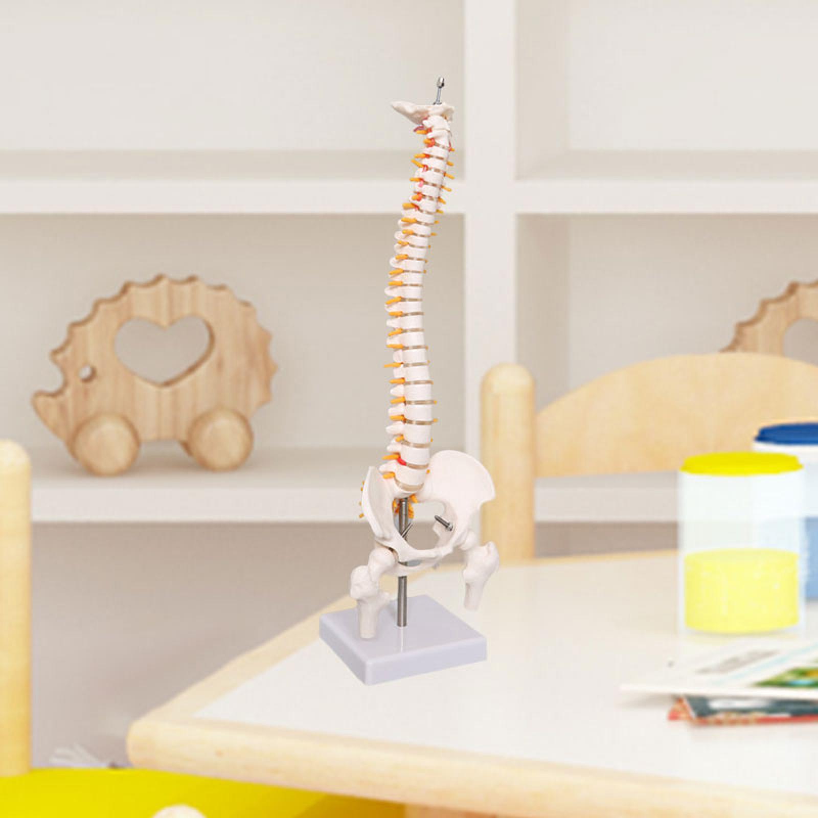 Wirbelsäulenmodell, Lern- und  – Medical Lab Study Bewertung und Preis