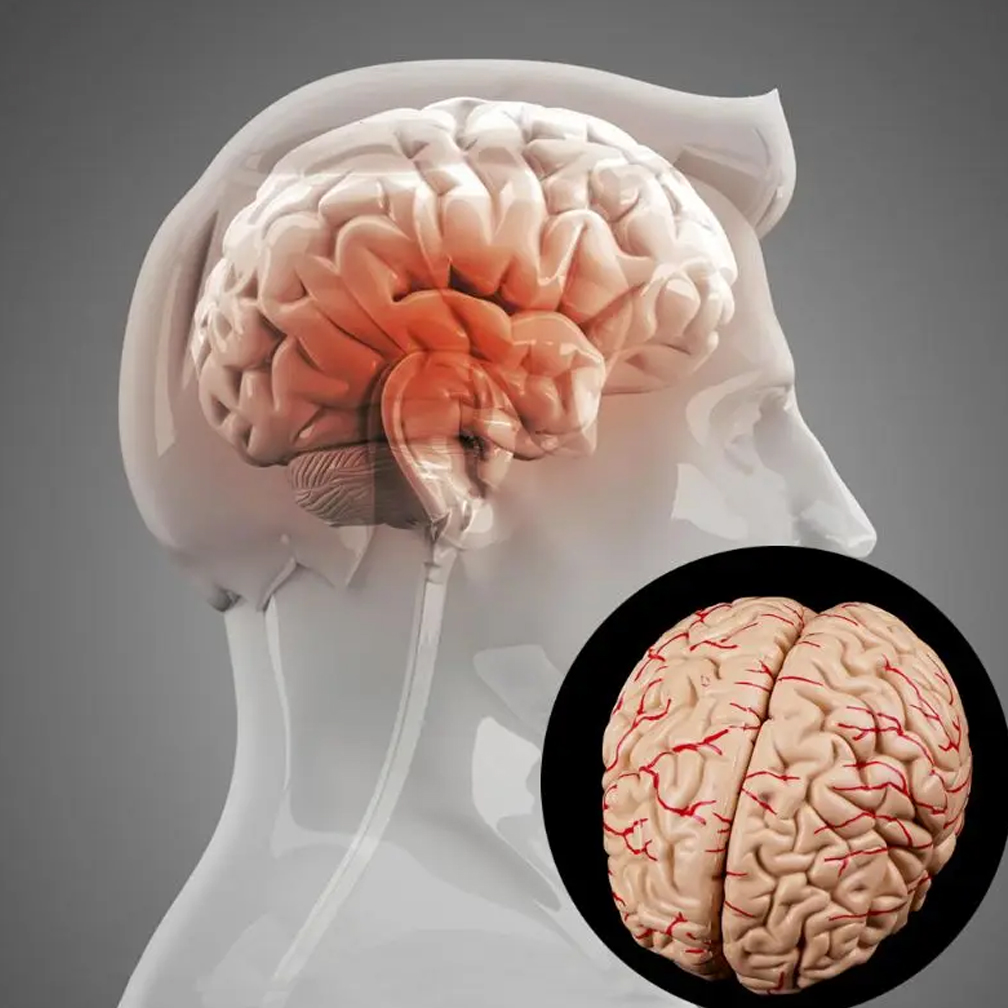 Menschliches lebensgroßes Gehi – Medical Lab Study Bewertung und Preis
