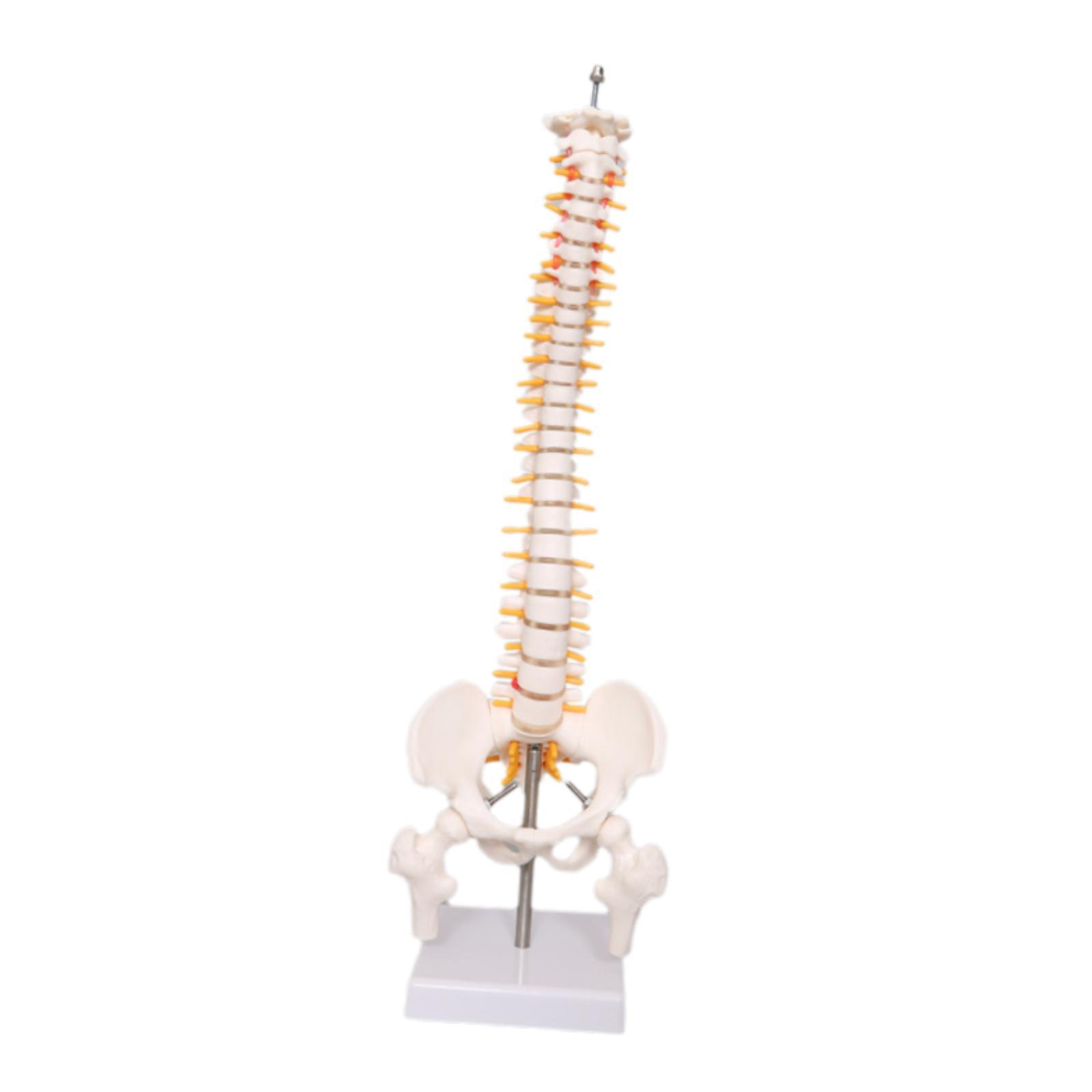 Menschliches Wirbelsäulenmodel – Medical Lab Study Bewertung und Preis