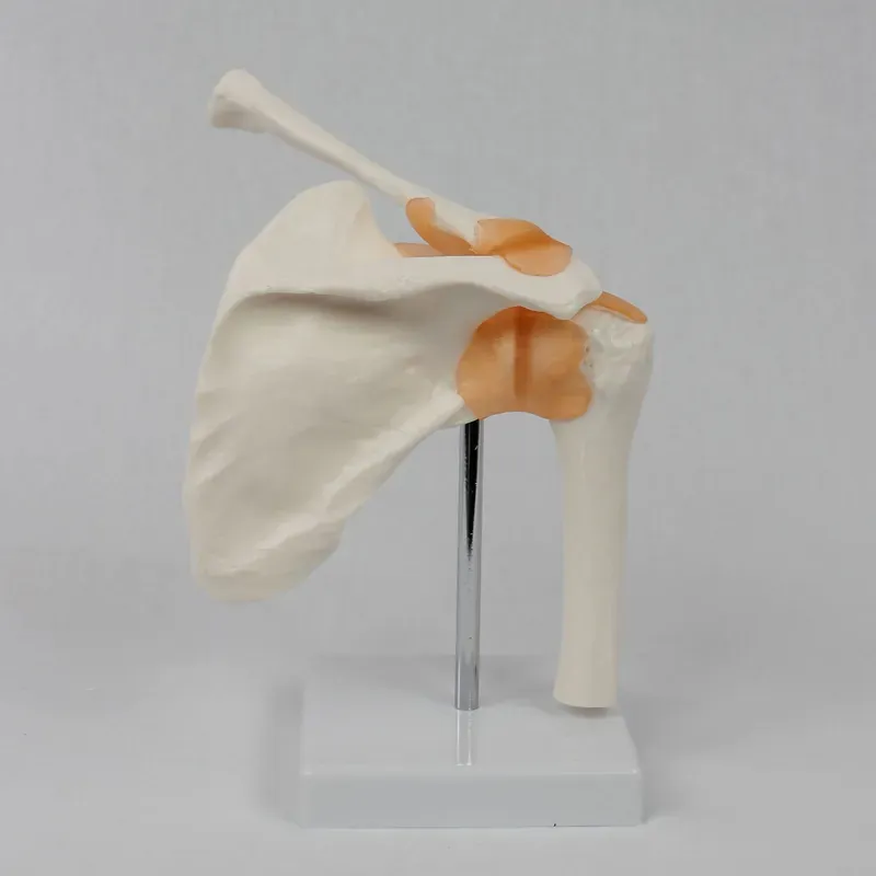 Funktionelles Schultergelenkmo – Medical Lab Study Bewertung und Preis