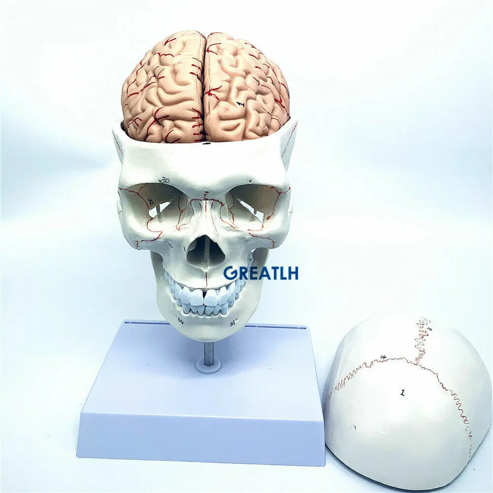 Greatlh Gehirn anatomisches Mo – Medical Lab Study Bewertung und Preis
