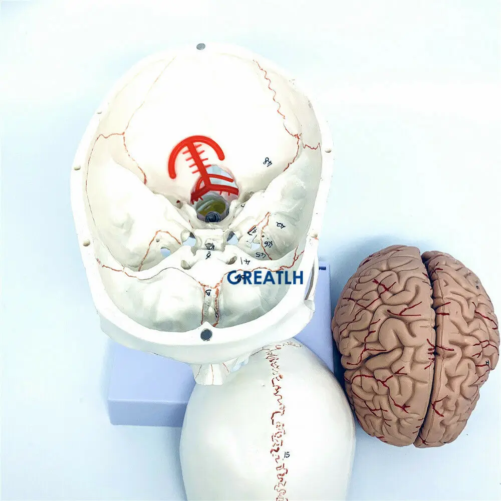 Greatlh Gehirn anatomisches Mo – Medical Lab Study Bewertung und Preis