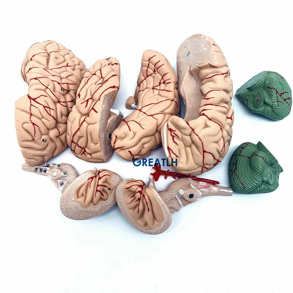 Greatlh Gehirn anatomisches Mo – Medical Lab Study Bewertung und Preis