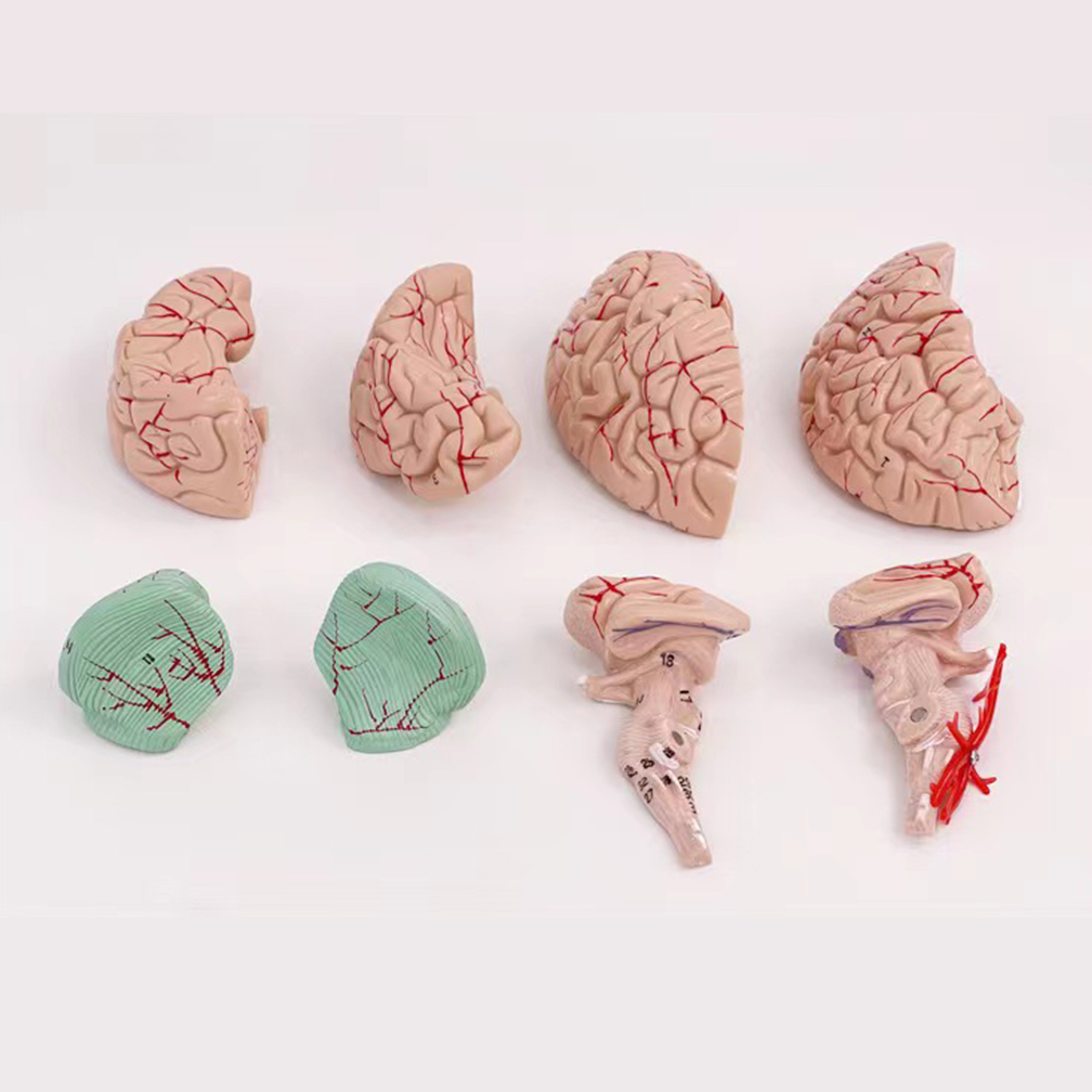 Menschliche Lebensgröße, Mensc – Medical Lab Study Bewertung und Preis